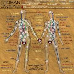 human_body_large